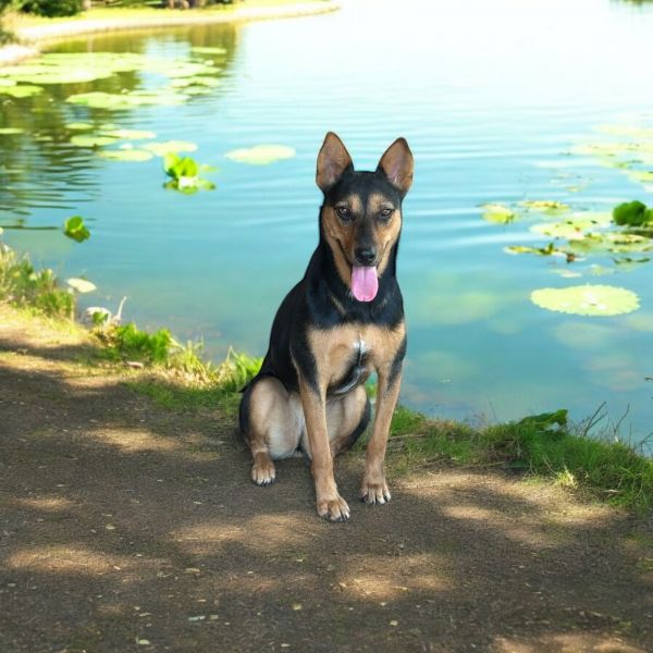 Roxy