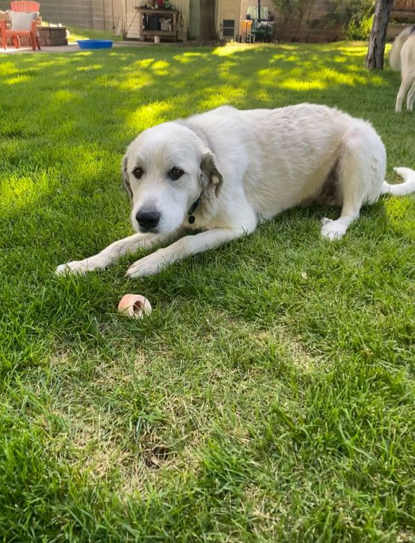 Mojo