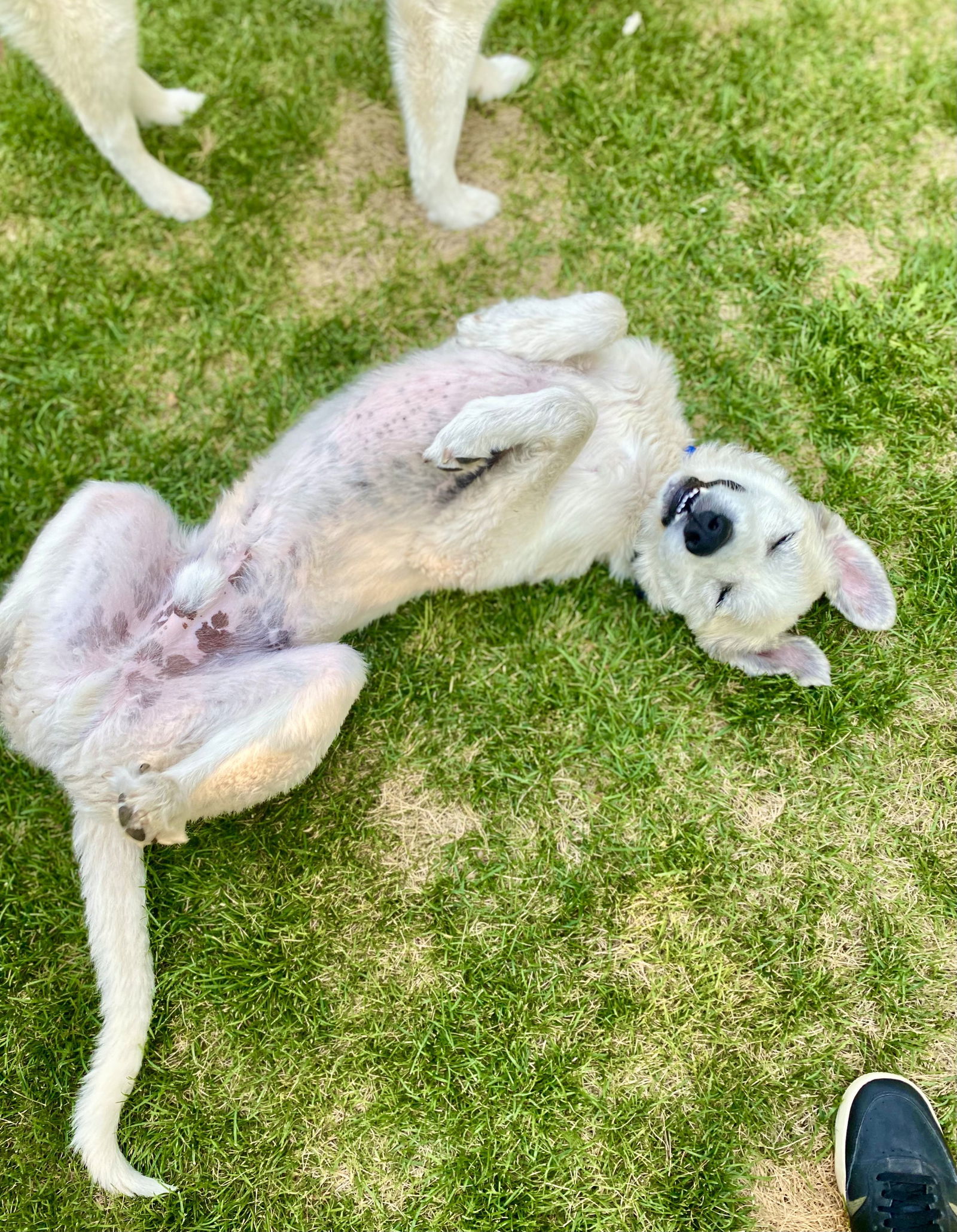 Mojo