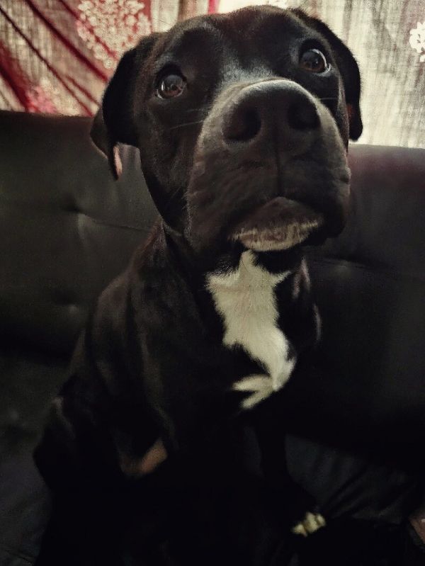 Maizey