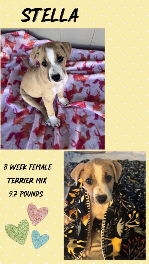 STELLA - 3 MONTH TERRIER MIX