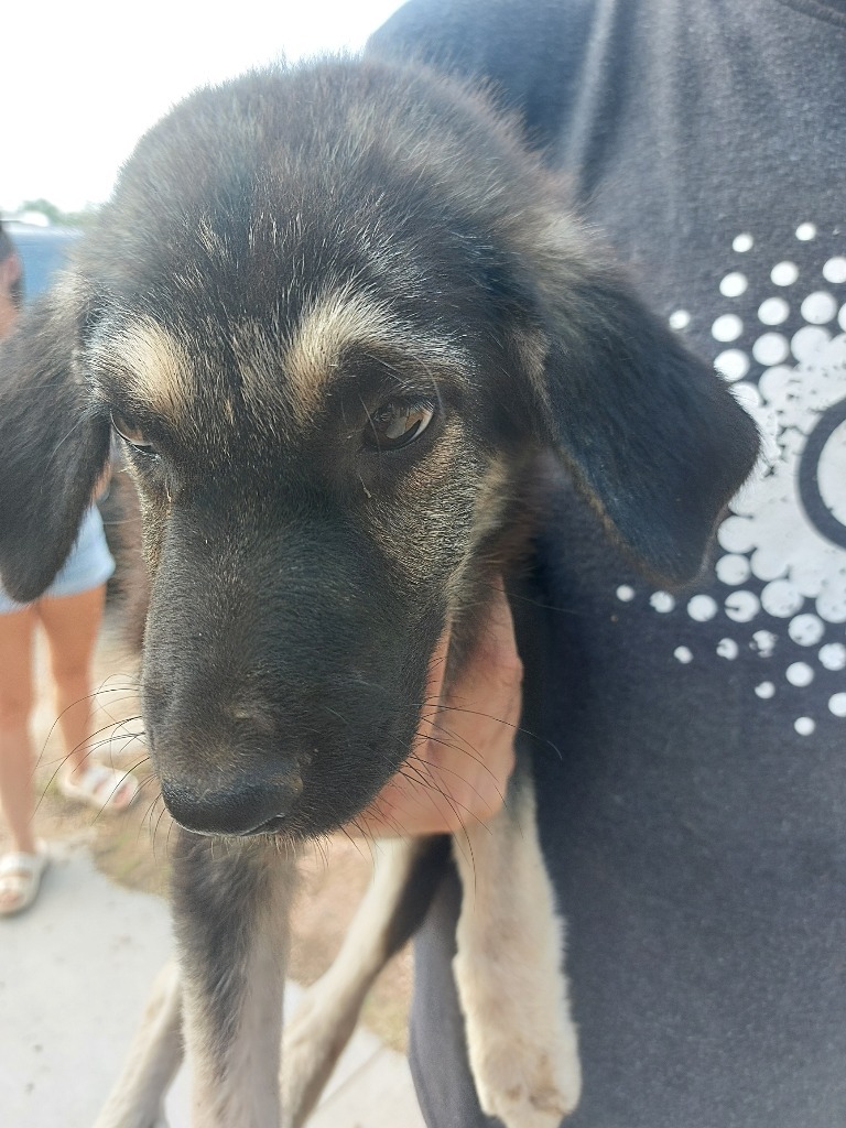 Nova