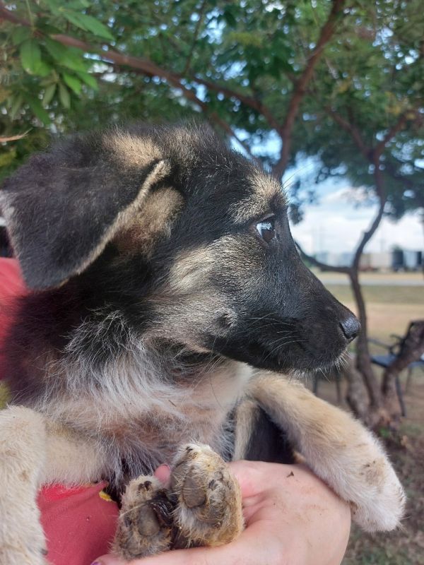 Koda