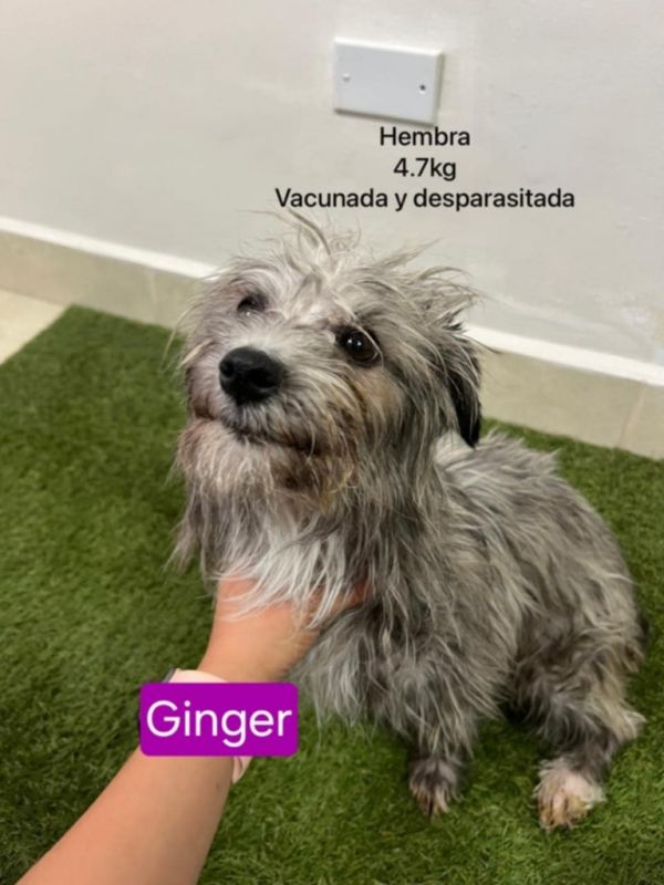 Ginger