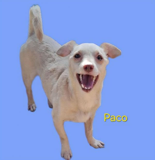 Paco