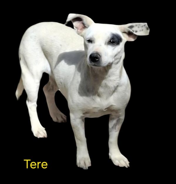 Tere
