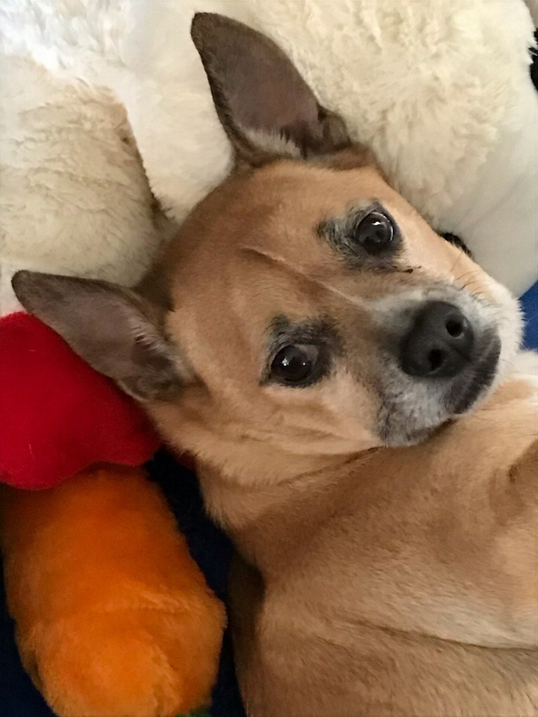Bruno