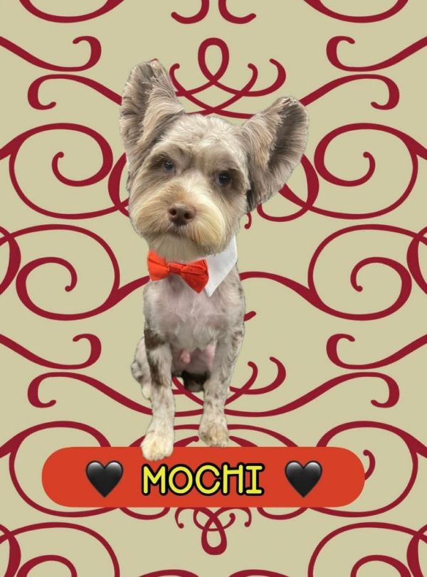Mochi