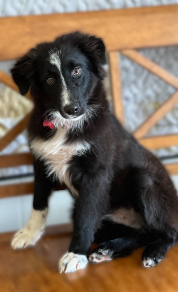 Gus