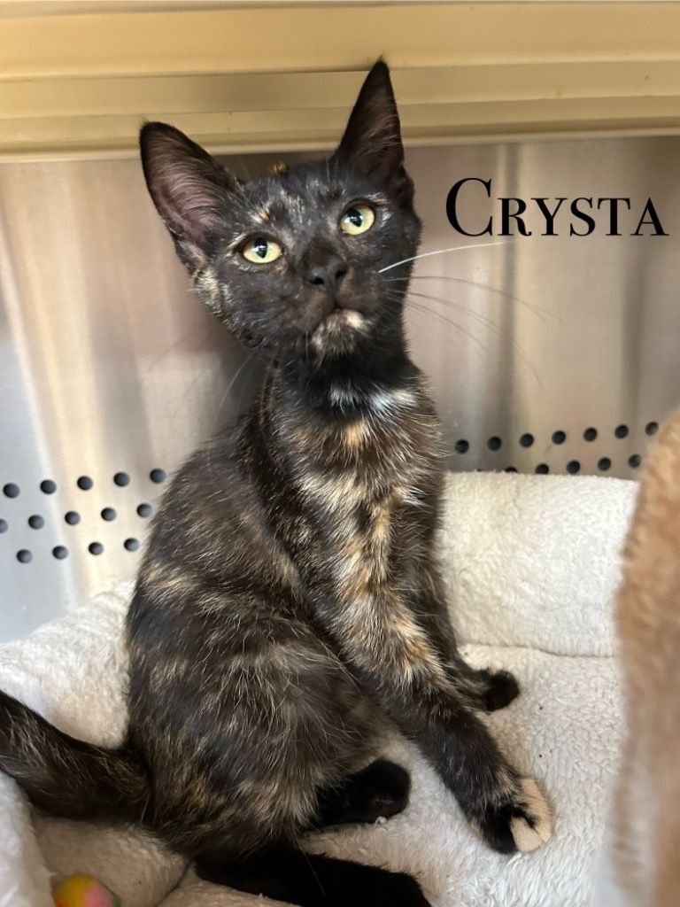 Crysta