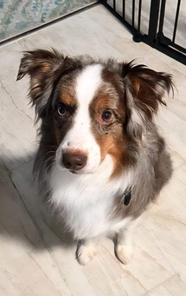 Enzo