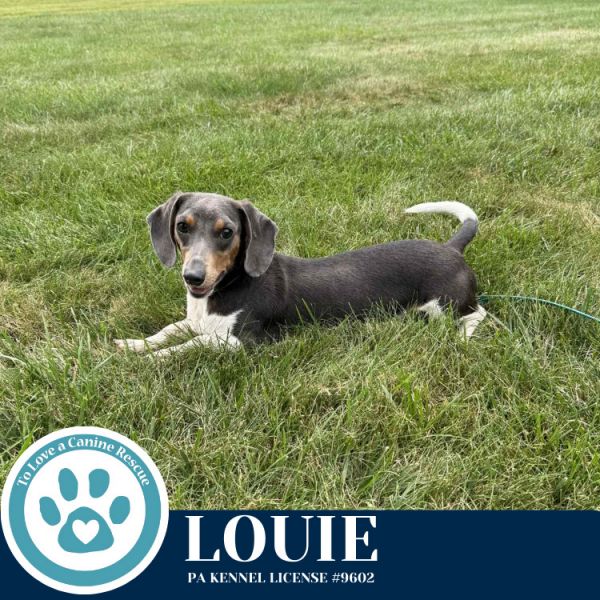 Louie 082325