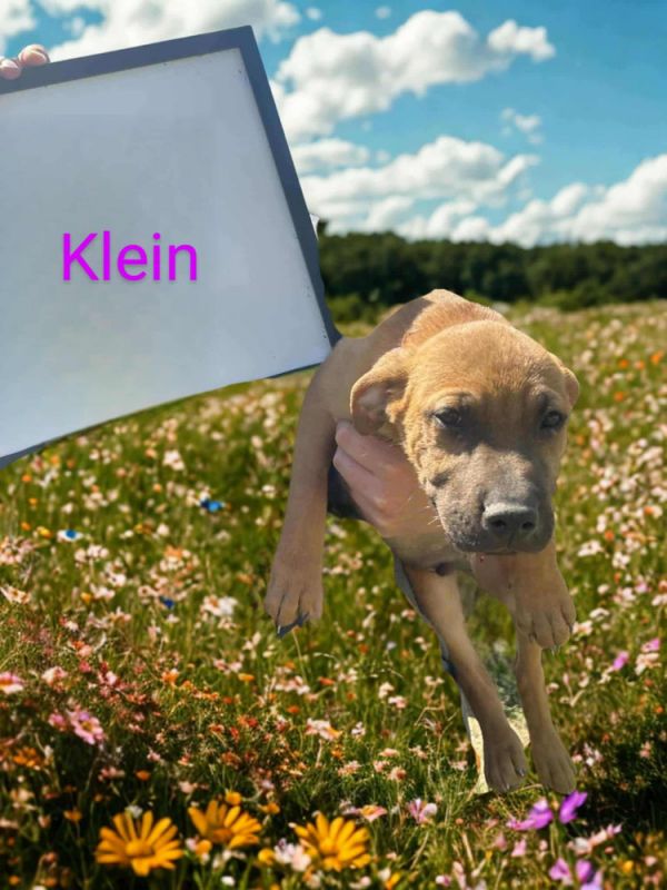 Klein