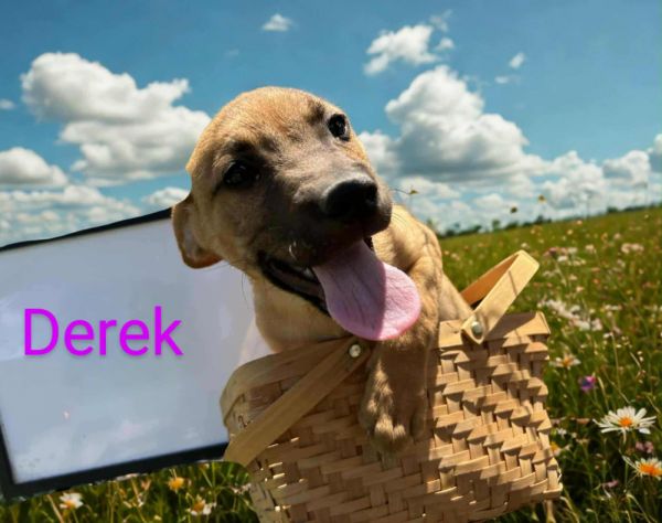 Derek