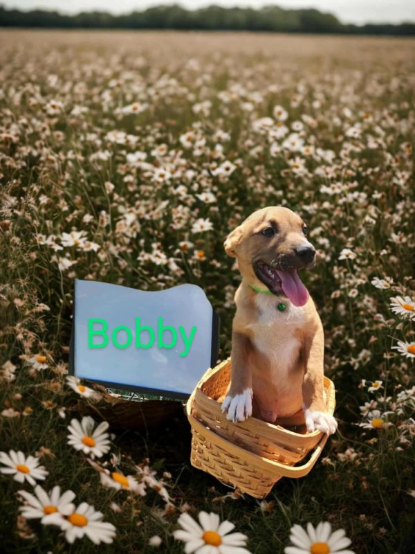 Bobby
