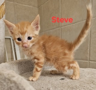 Rhea 2/steve, an adoptable Domestic Short Hair in Granbury, TX, 76048 | Photo Image 1