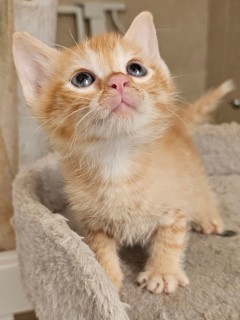 Rhea 3/ford, an adoptable Domestic Short Hair in Granbury, TX, 76048 | Photo Image 1