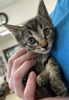Tia, an adoptable Domestic Short Hair in Granbury, TX, 76048 | Photo Image 1