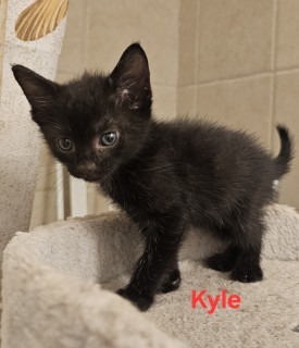 Rhea 1/kyle, an adoptable Domestic Short Hair in Granbury, TX, 76048 | Photo Image 1