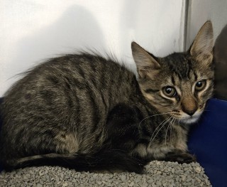 Riddick, an adoptable Domestic Medium Hair in Granbury, TX, 76048 | Photo Image 1