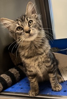 Riddick, an adoptable Domestic Medium Hair in Granbury, TX, 76048 | Photo Image 2