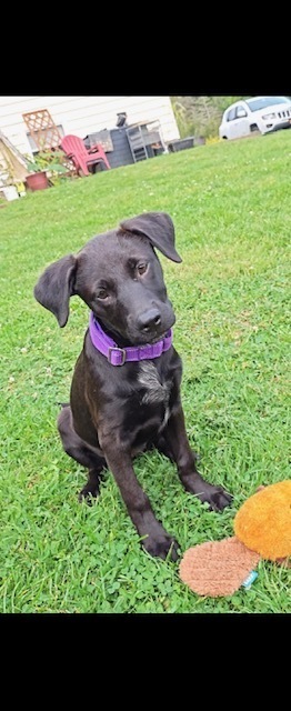 Julia (J Pup)