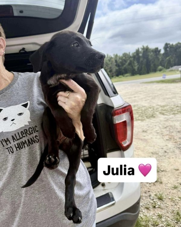 Julia (J Pup)