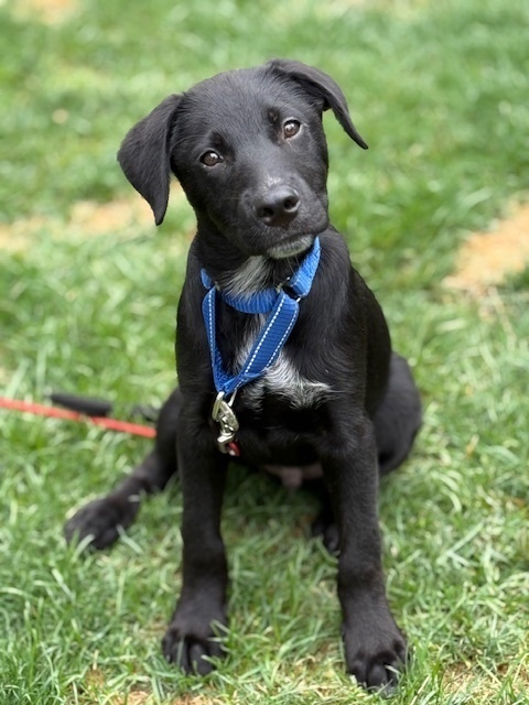 Jason (J Pup)