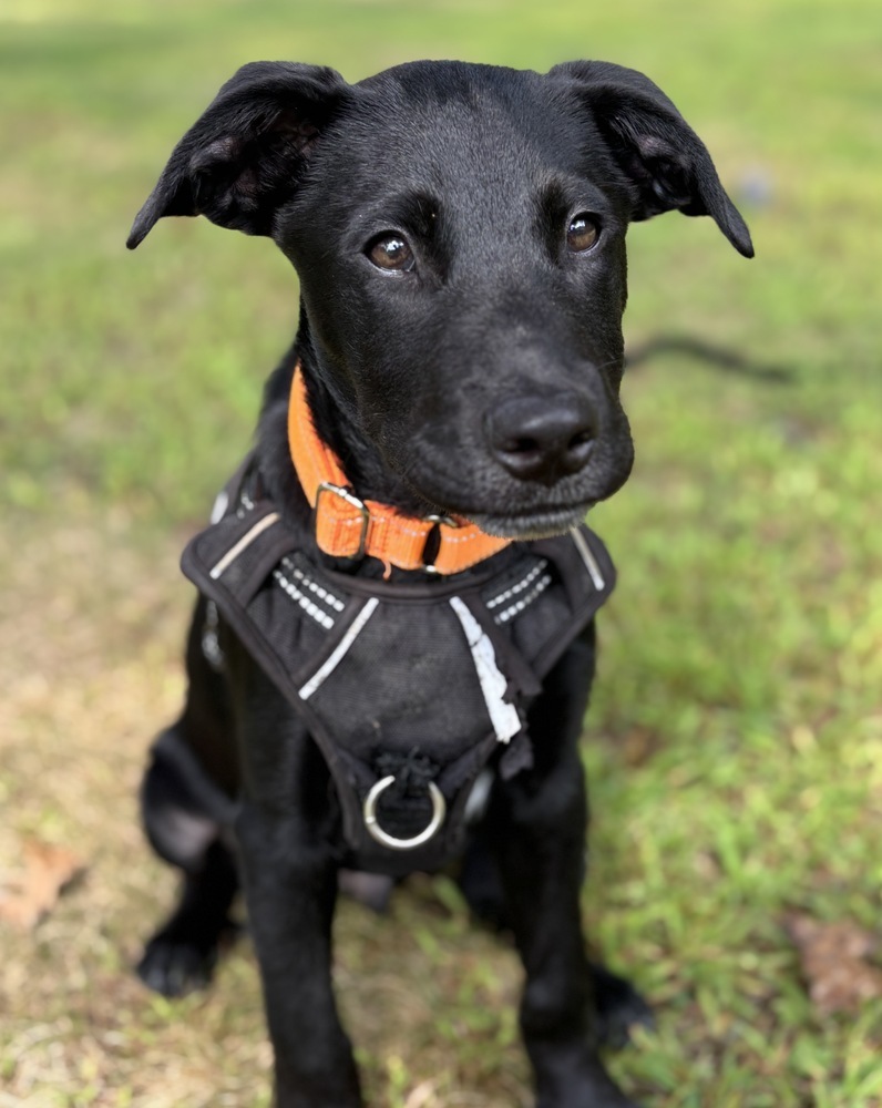 Jacob (J Pup)