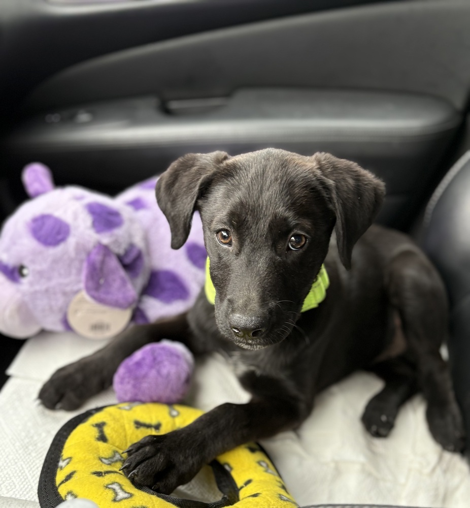James (J Pup)