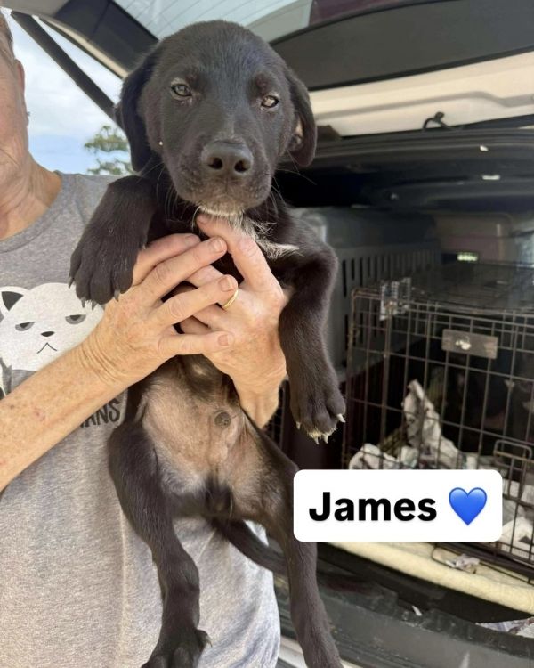 James (J Pup)