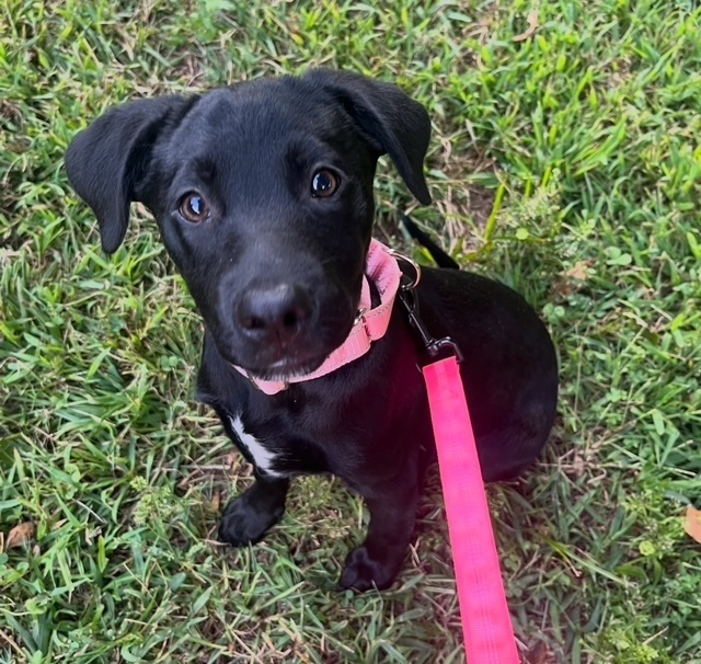 Josie (J Pup)