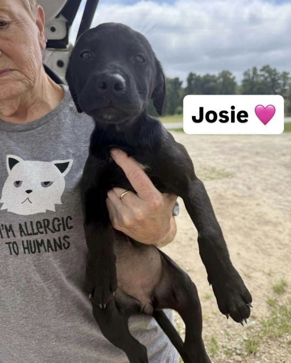 Josie (J Pup)