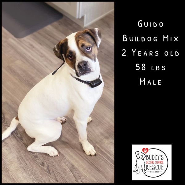 Guido