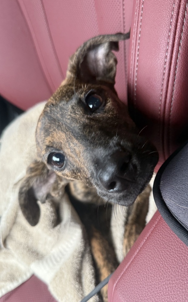 Sadie