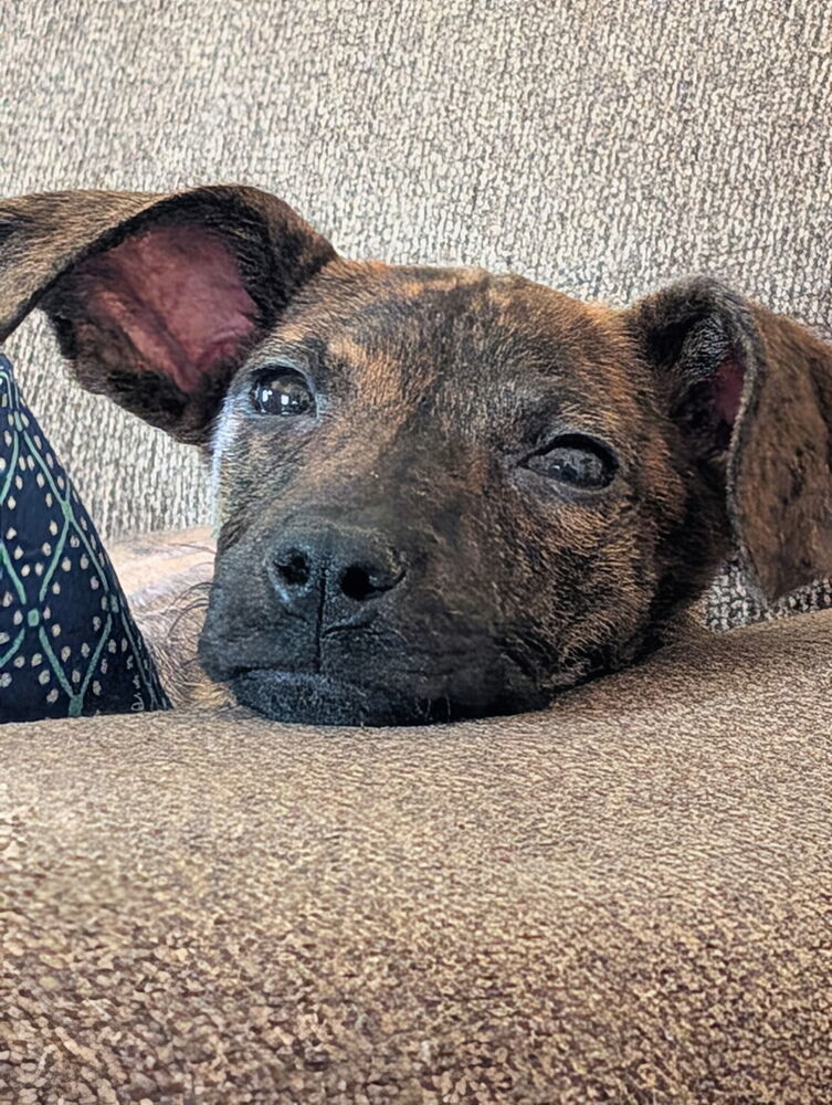 Sadie