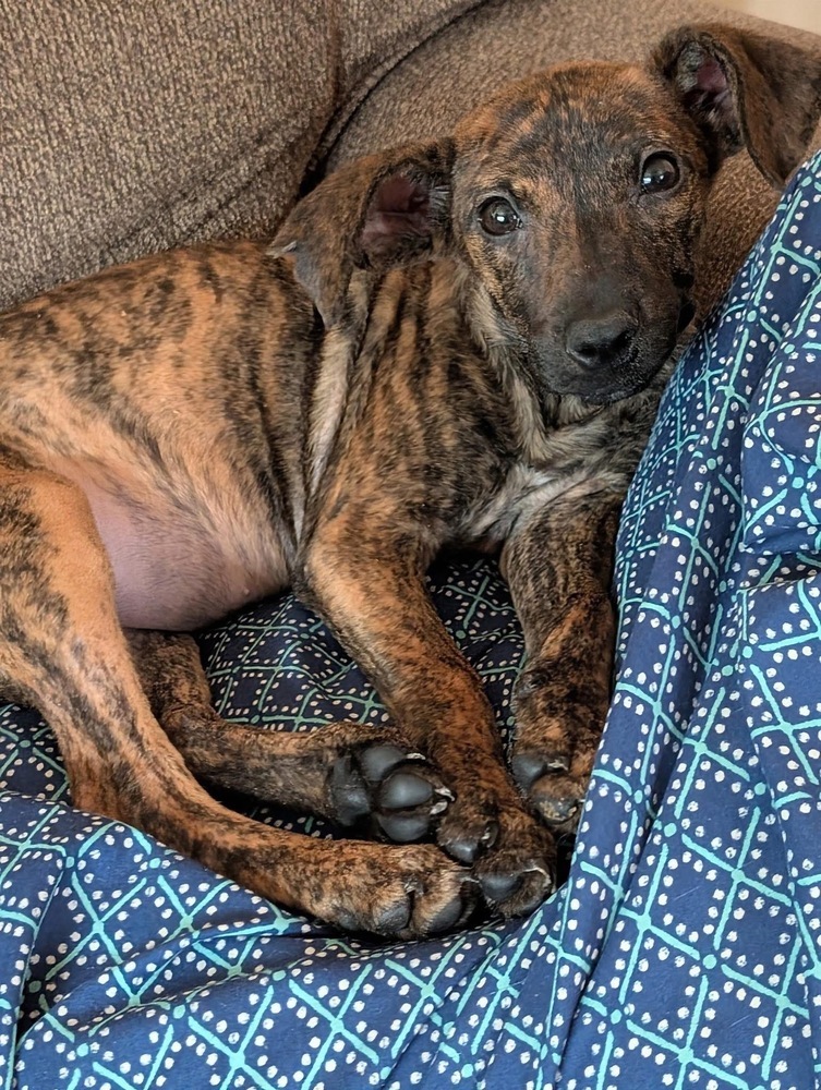 Sadie