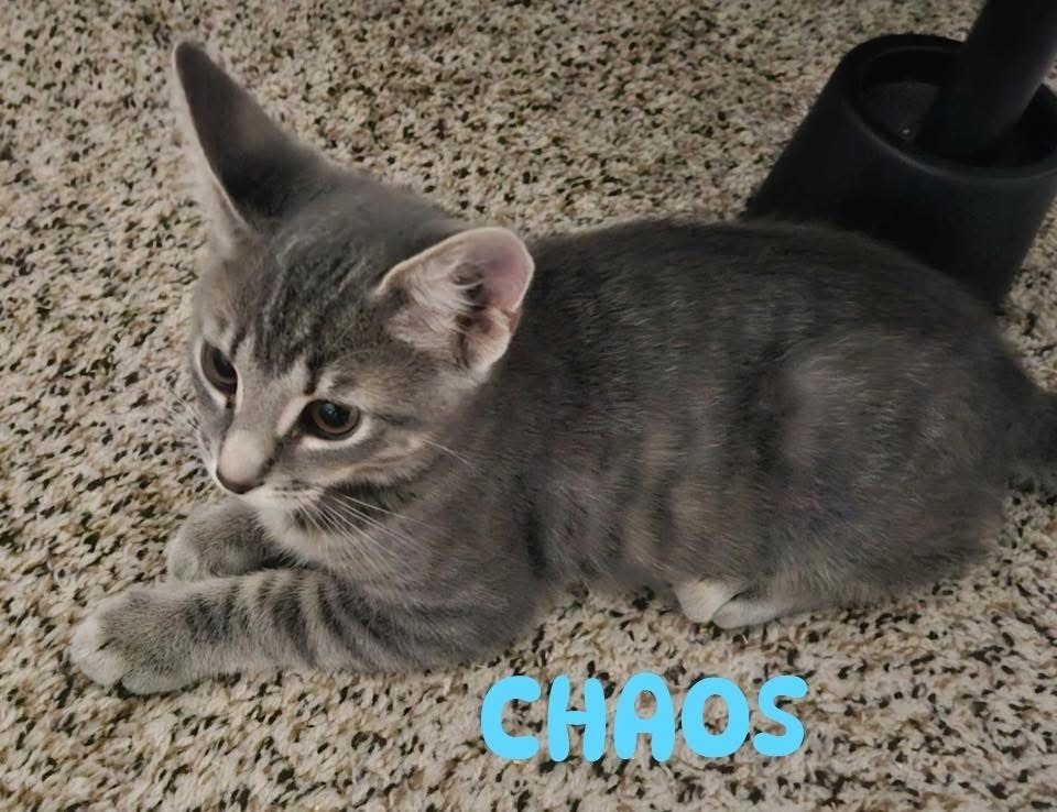 Chaos