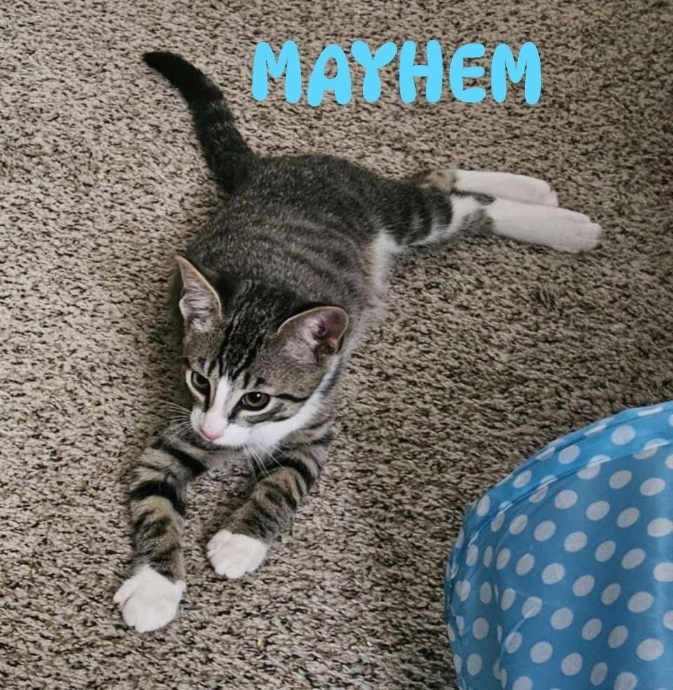 Mayhem