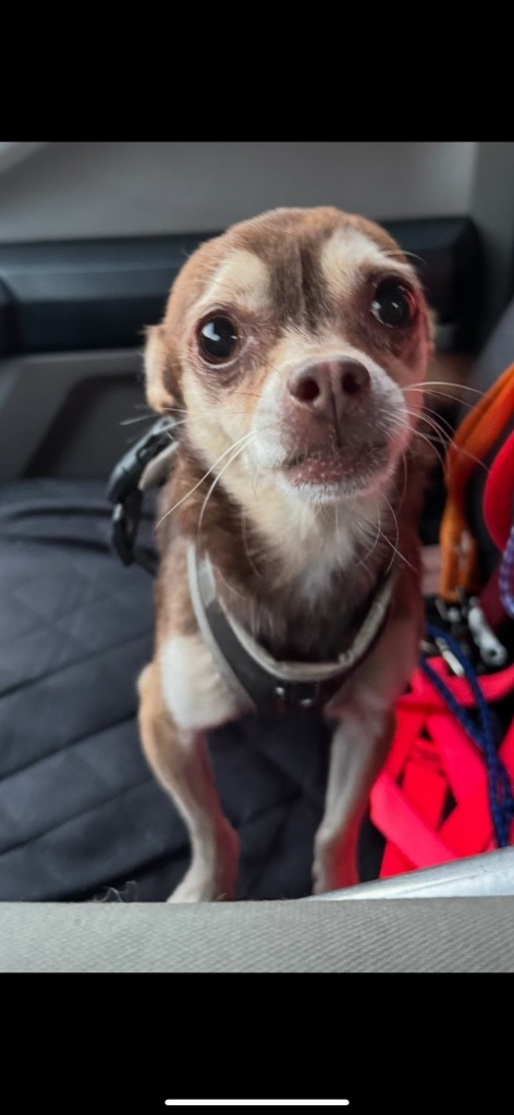 Dobby