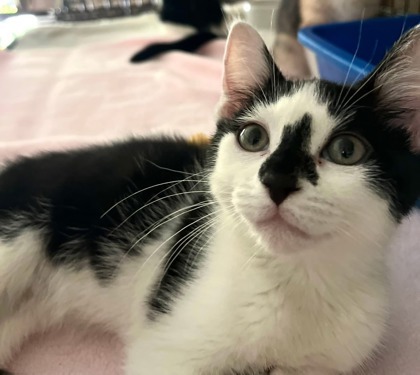 Domino