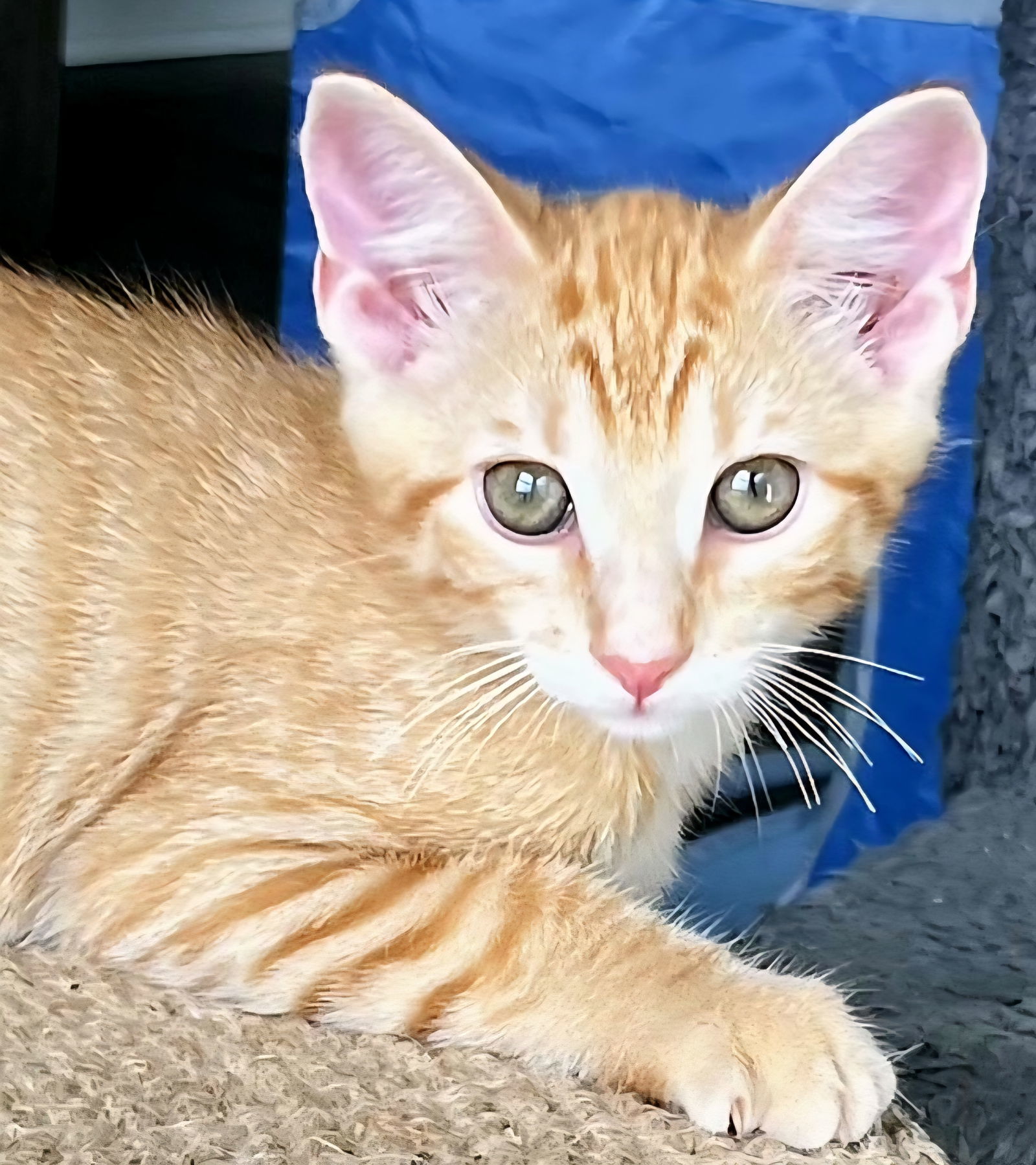 KITTEN TOBY