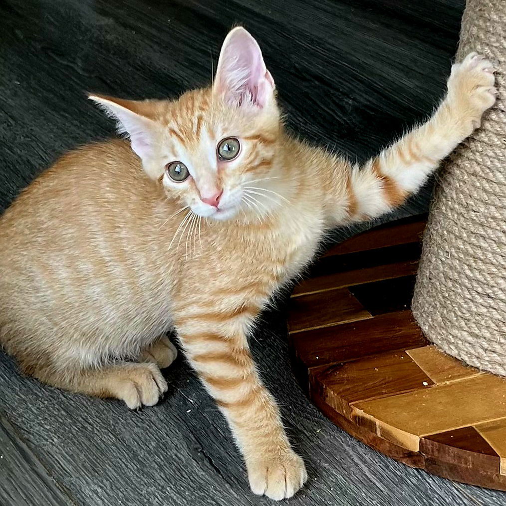 KITTEN TOBY