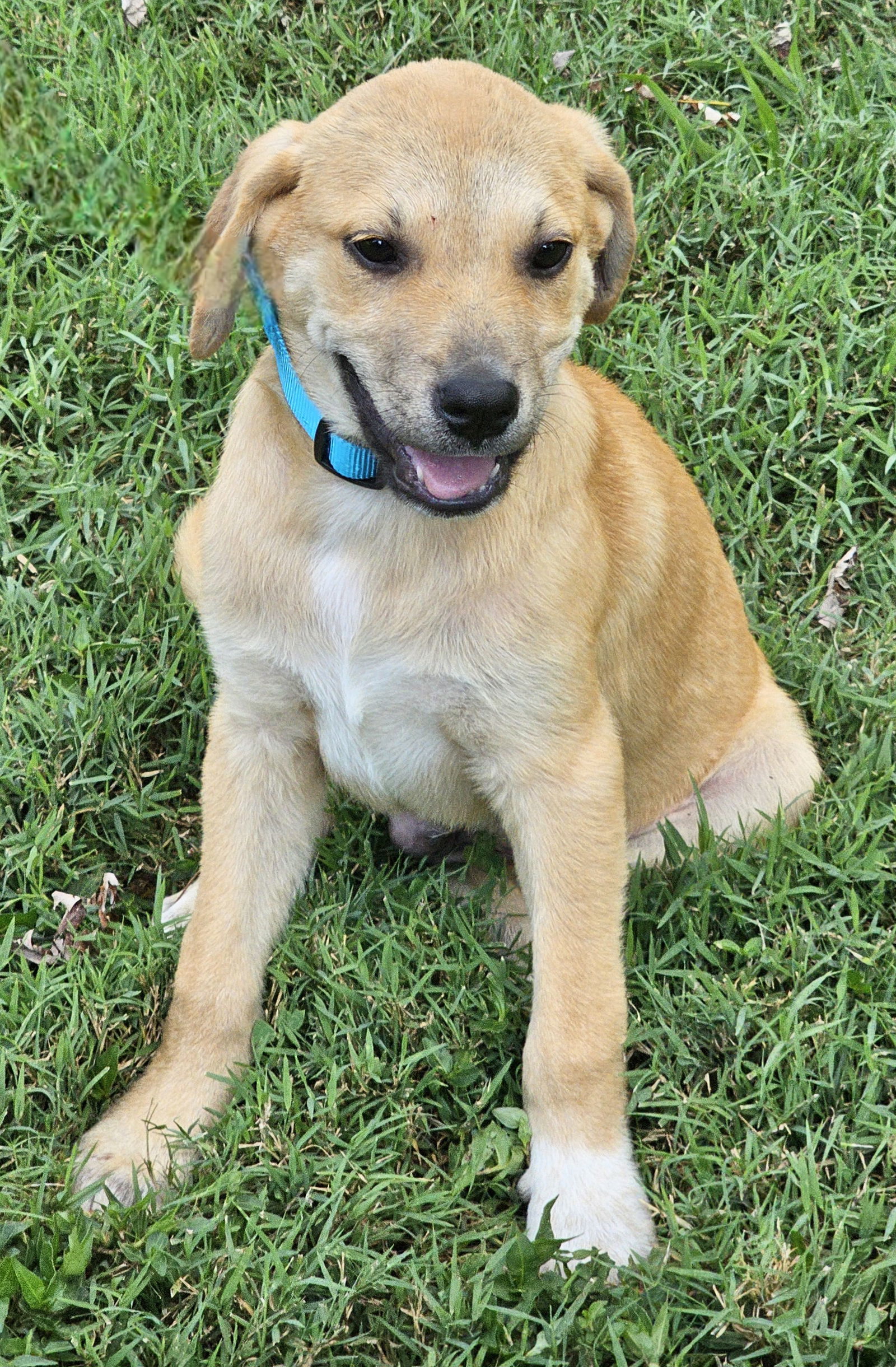 PUPPY BEAMER