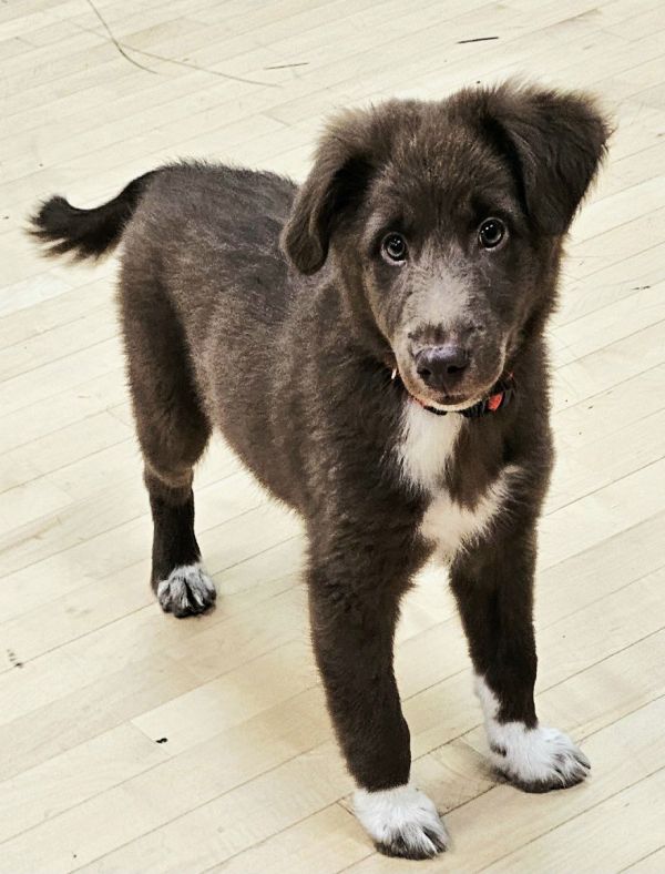PUPPY TAYLOR