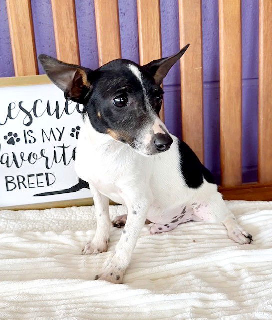 **DIESEL**