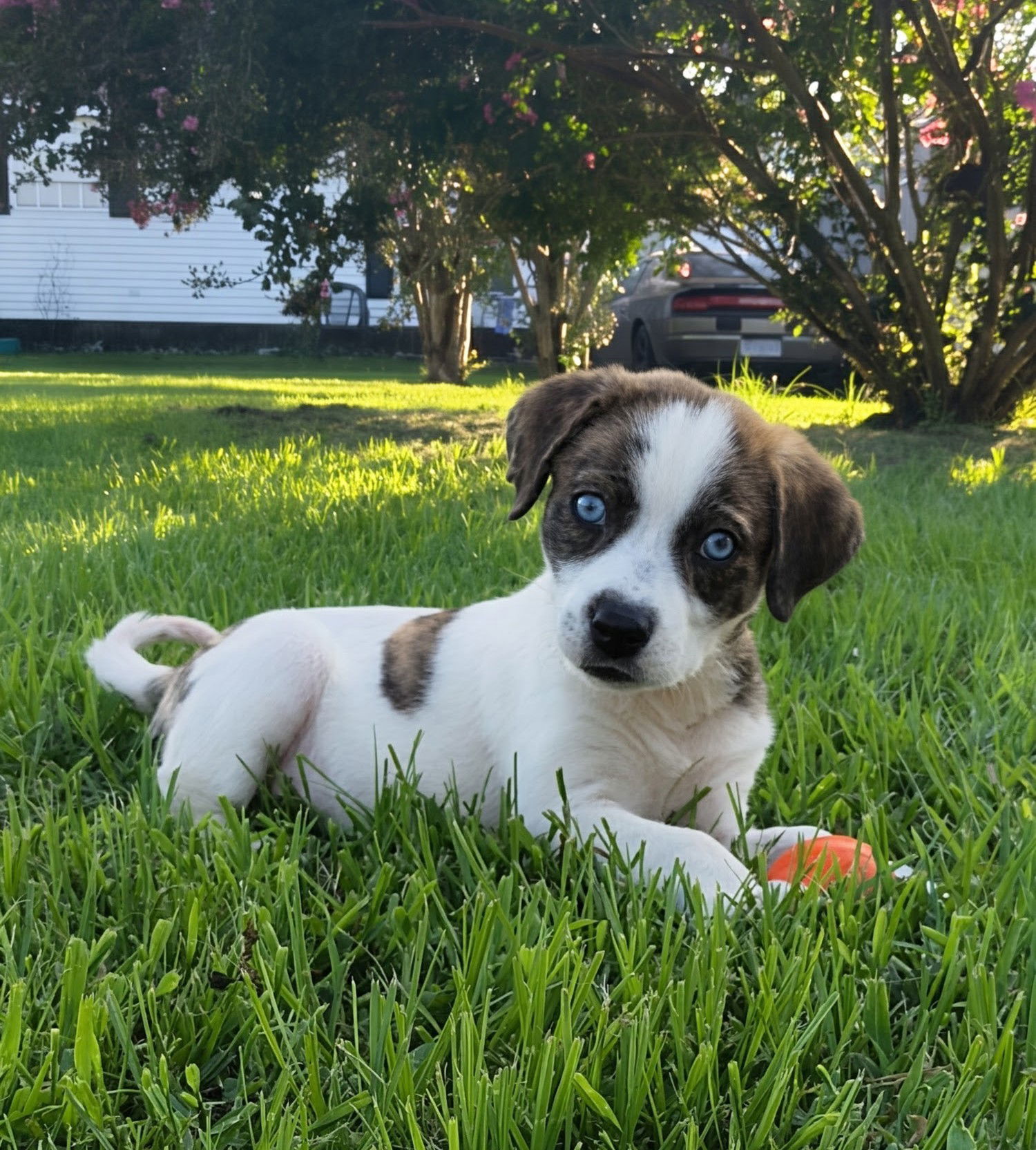 Daisy