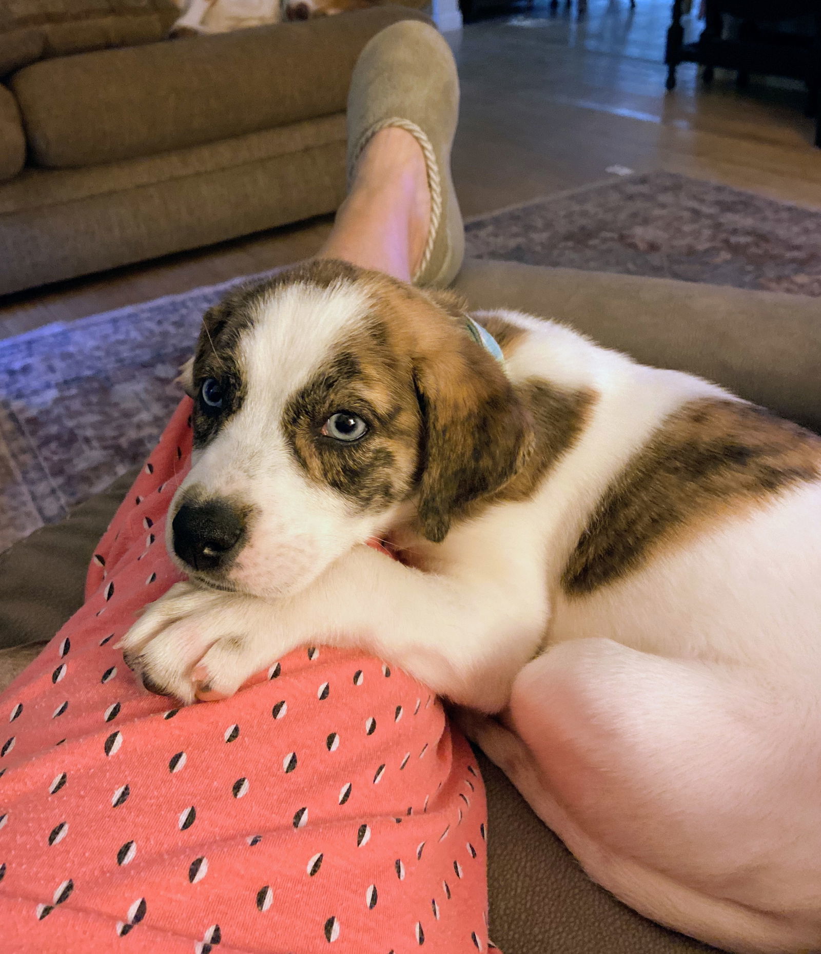 Daisy