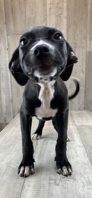 Penelope
