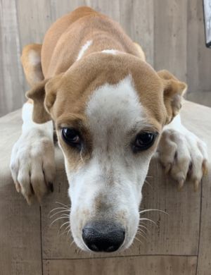 Juliette